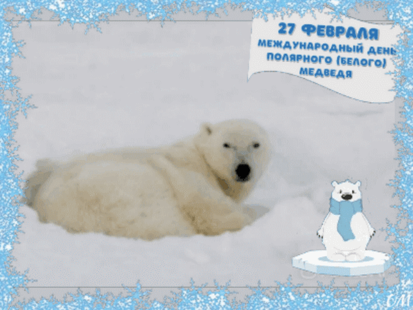 Анимированная открытка День белого медведя 
