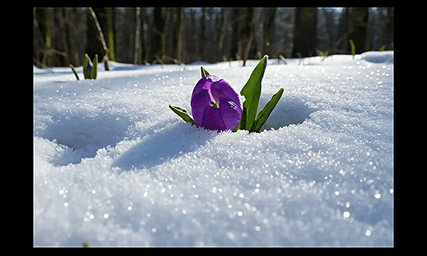 Анимированная открытка С первым днем весны!