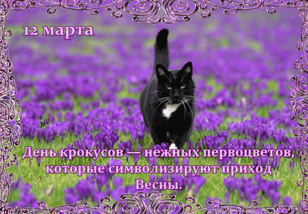 Открытка 12 марта День крокусов - нежных первоцветов, которые символизируют приход Весны.