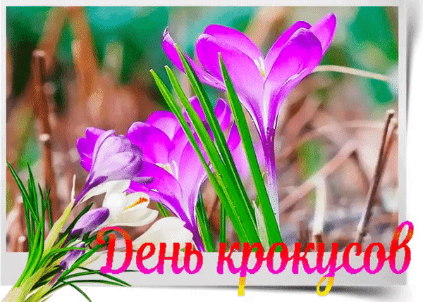 Анимированная открытка День крокусов