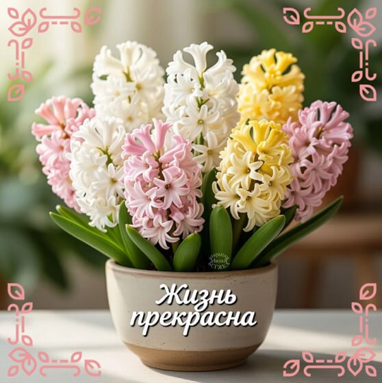 Открытка Жизнь прекрасна