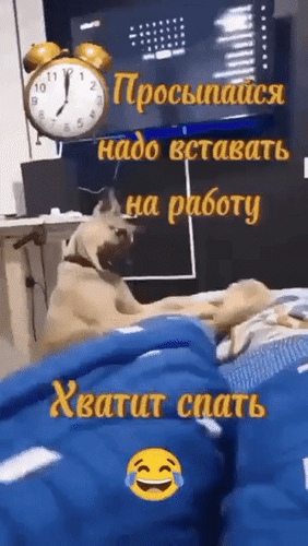 Анимированная открытка Просыпайся, надо вставать на работу. Хватит спать.