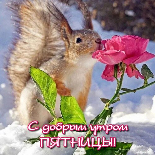 Открытка С добрым утром пятницы!