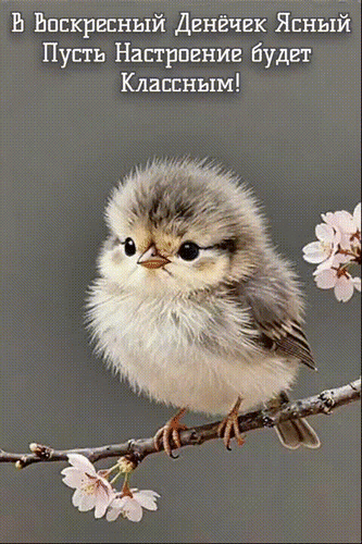 Анимированная открытка Воскресенье