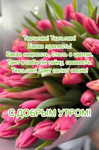 Открытка Тюльпан! Тюльпан! Какая прелесть! Какая нежность, стиль в цветке. Таит в себе он тайну, свежесть.