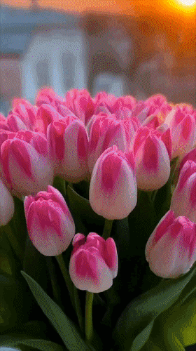 Анимированная открытка нет текста