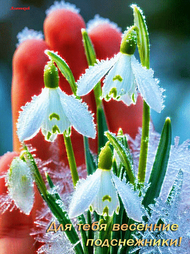 Анимированная открытка Для тебя весенние подснежники!