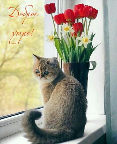 Открытка Доброе утро!