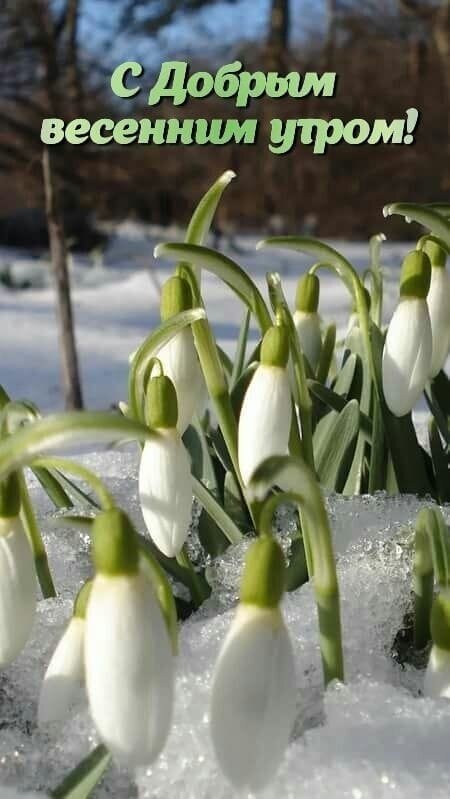 Открытка С добрым весенним утром!