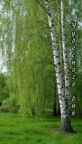 Открытка Чудесного дня!