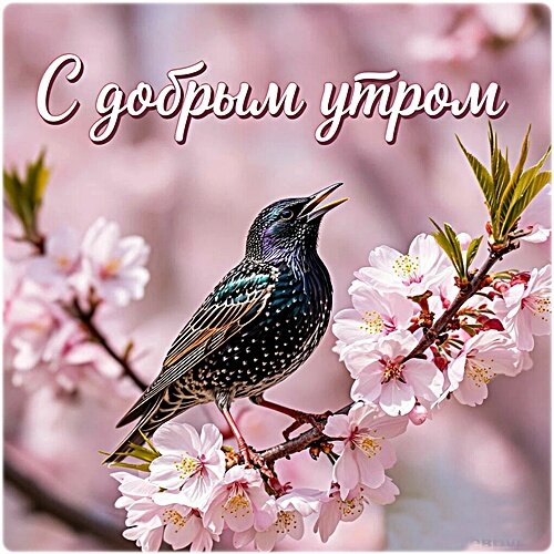 Открытка Доброе утро!
