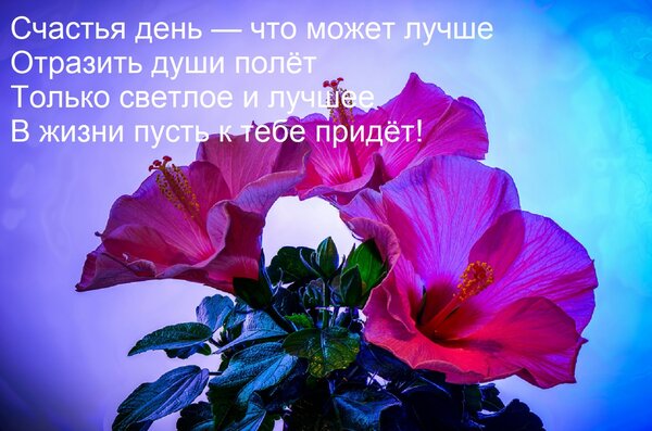 Открытка Счастья день — что может лучше Отразить души полёт Только светлое и лучшее В жизни пусть к тебе прид