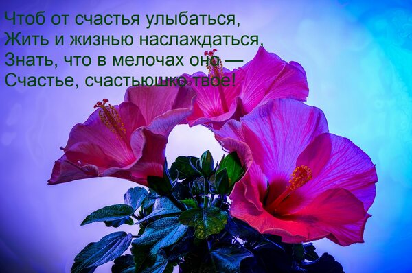 Открытка Чтоб от счастья улыбаться, Жить и жизнью наслаждаться, Знать, что в мелочах оно — Счастье, счастьюшк