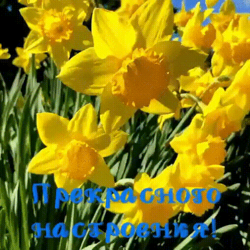 Анимированная открытка Прекрасного настроения!