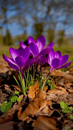 Анимированная открытка нет текста