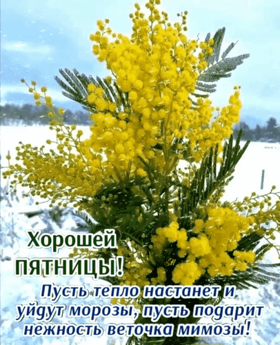 Анимированная открытка Хорошей Пятницы! Пусть тепло настанет и уйдут морозы, пусть подарит нежность веточка мимозы!