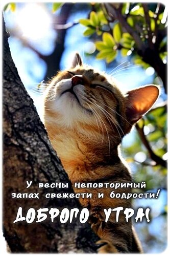 Открытка ДОБРОЕ УТРО!