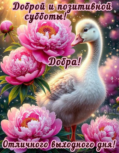 Открытка Суббота