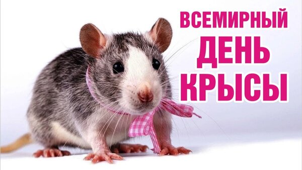 Открытка Всемирный день крысы - 4 апреля