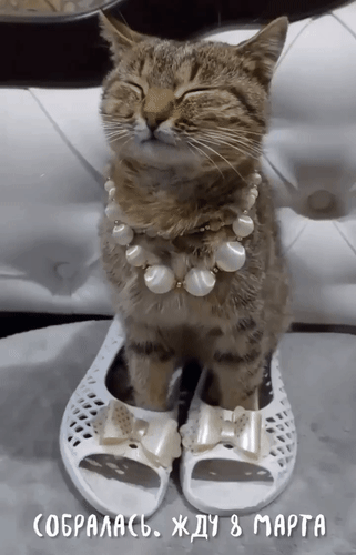 Анимированная открытка Собралась. Жду 8 марта