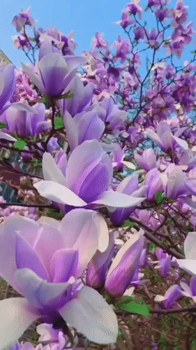 Анимированная открытка 11 апреля — неофициальный праздник - День цветения магнолий.