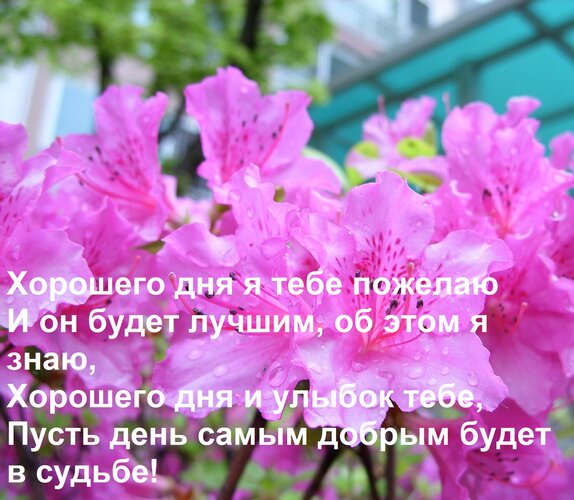 Открытка Хорошего дня я тебе пожелаю и он будет лучшим, об этом я знаю. Хорошего дня и улыбок тебе, пусть 