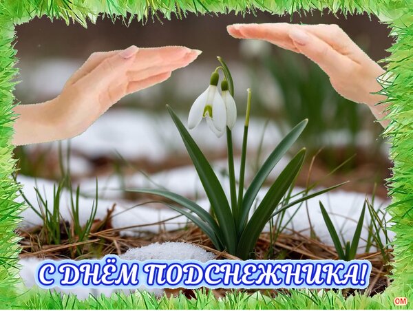 Открытка День подснежника 