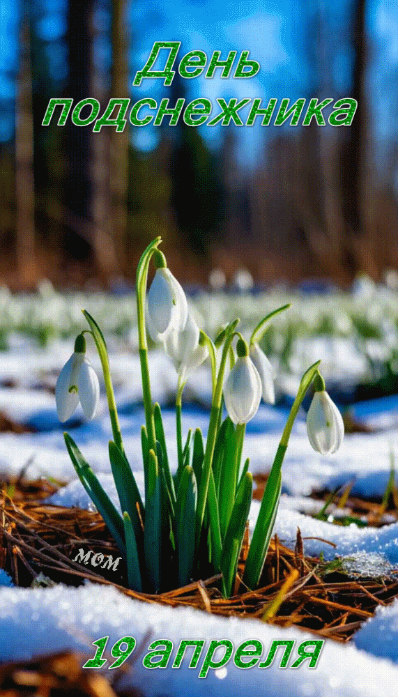Анимированная открытка 19 апреля День подснежника