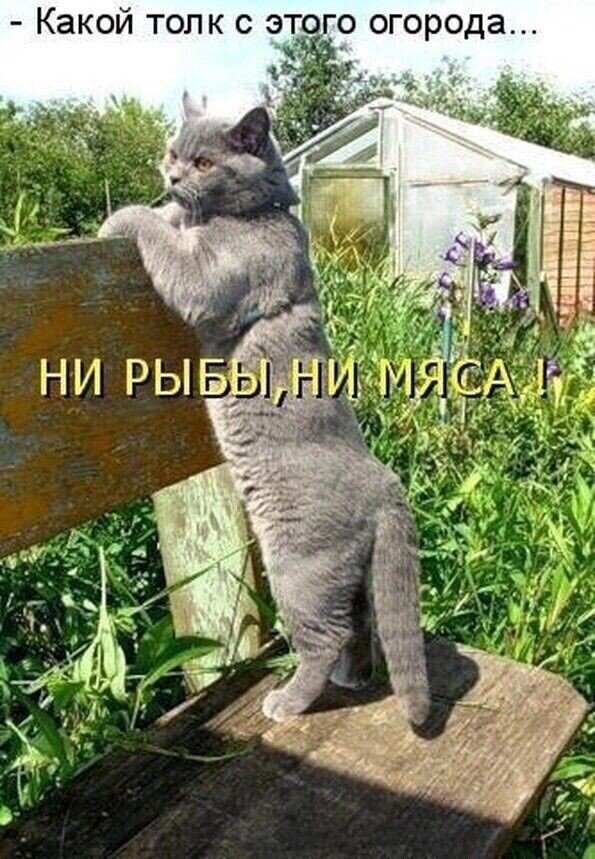 Открытка Какой толк с этого огорода