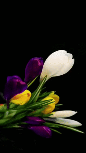 Анимированная открытка Женщина сказала: Я устала . А весна смеётся: «Я пришла. Если ждать меня ты перестала – Будем вместе