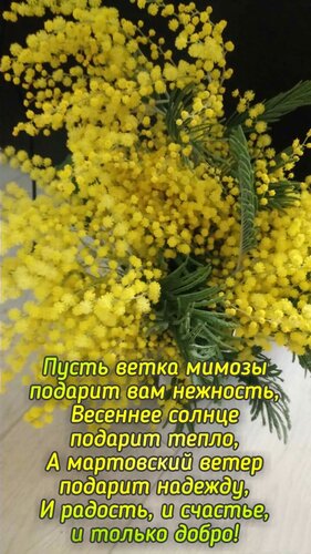 Открытка Пусть ветка мимозы подарит вам нежность