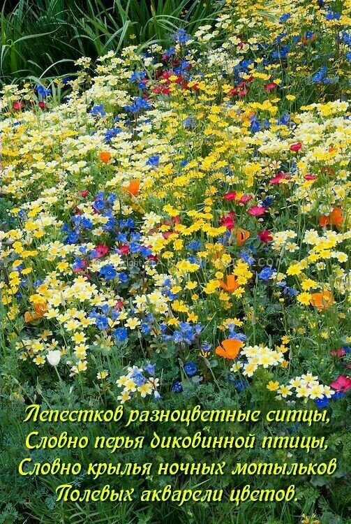 Открытка Лепестков разноцветных ситцы