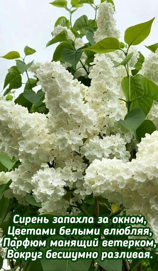Открытка Сирень запахла за окном