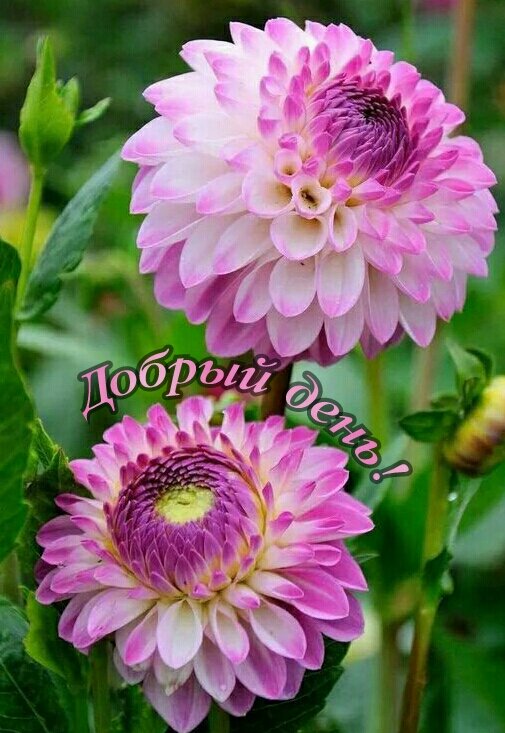 Открытка Добрый день!