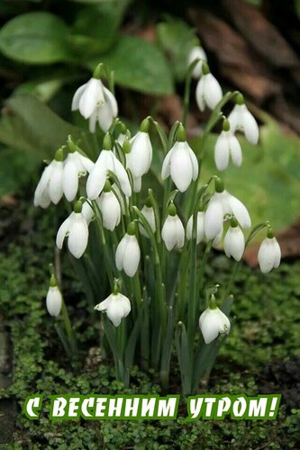 Открытка С весенним утром!