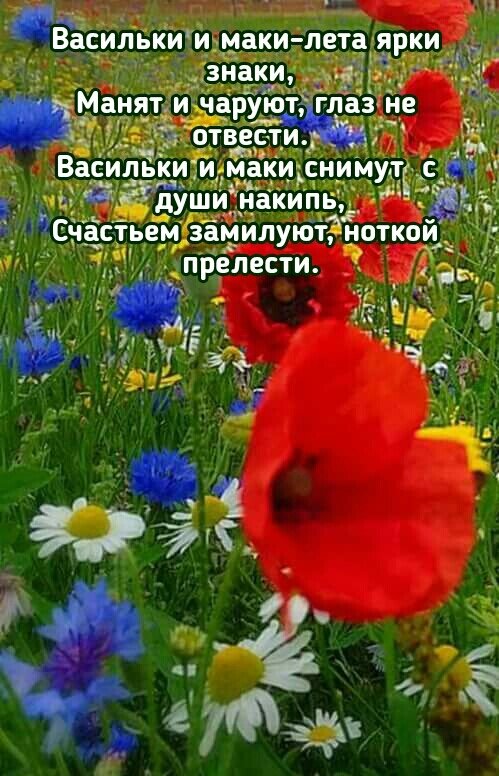 Открытка Васильки и маки - лета ярки знаки