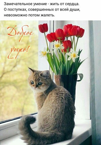 Открытка Доброе утро!