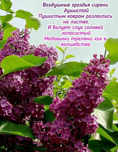 Открытка Воздушные гроздья сирени