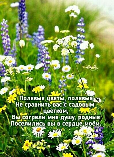 Открытка Полевые цветы, полевые
