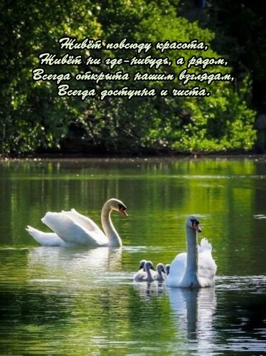 Открытка Живет повсюду красота