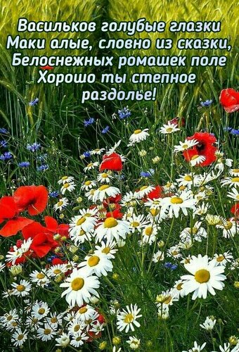 Открытка Васильков голубые глазки