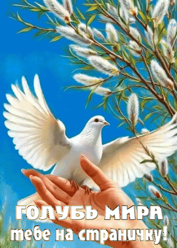 Анимированная открытка Голубь Мира тебе на страничку!