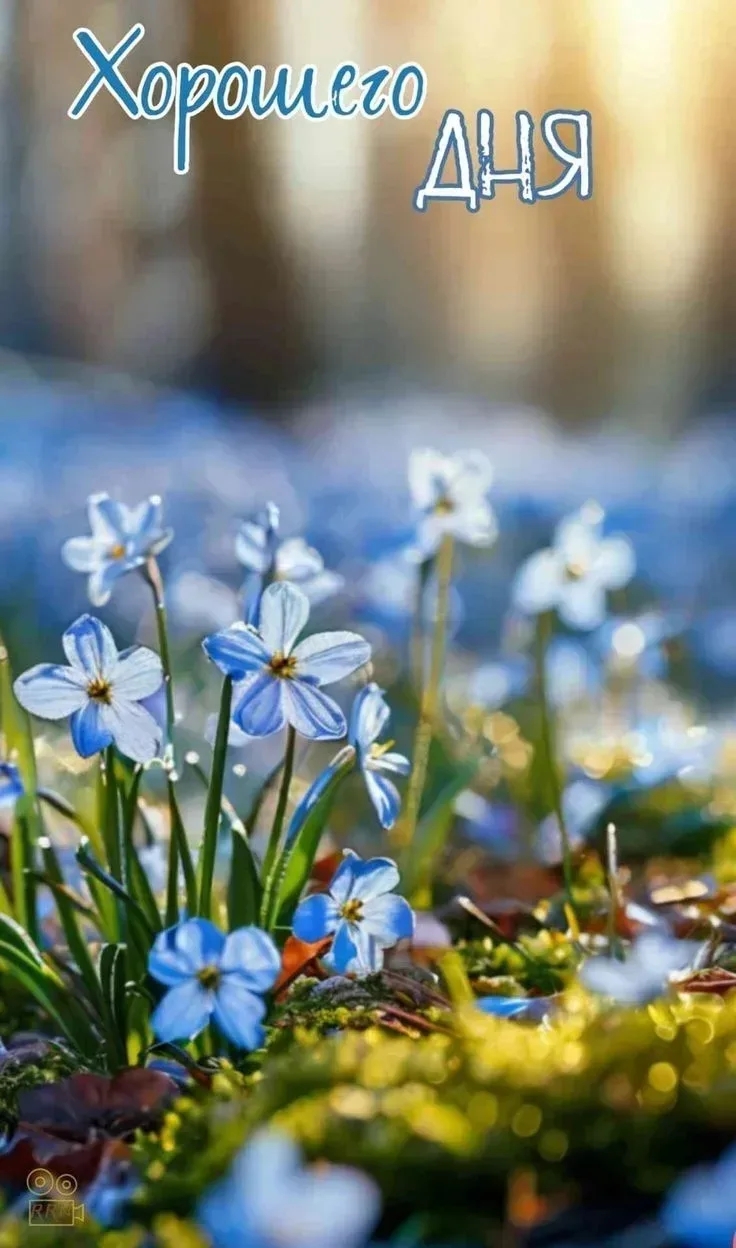 Открытка Хорошего дня