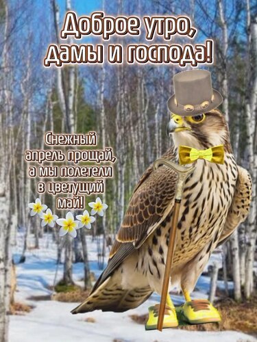 Открытка Доброе утро, дамы и господа!