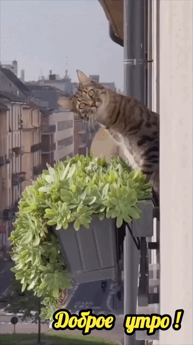 Анимированная открытка Доброе утро!