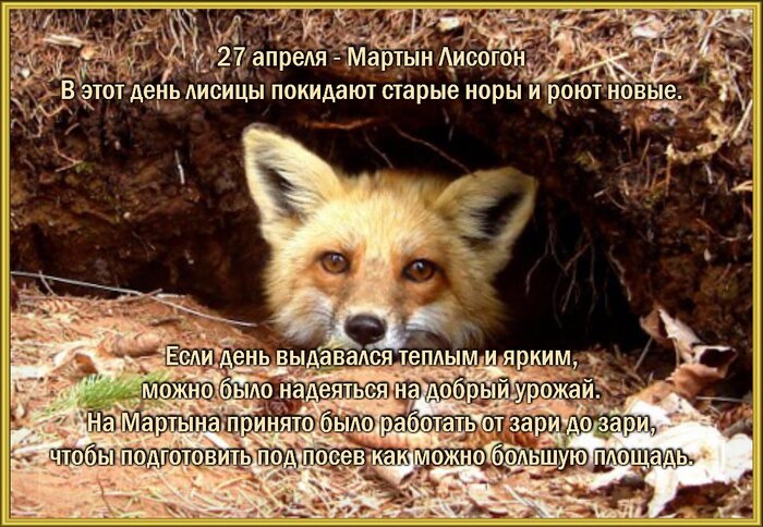 Открытка 27 апреля-МАРТЫН-ЛИСОГОН-