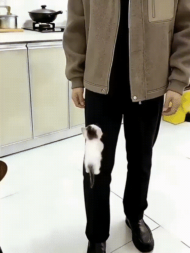 Анимированная открытка Котенок белый