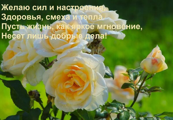 Открытка Желаю сил и настроения, Здоровья, смеха и тепла. Пусть жизнь, как яркое мгновение, Несет лишь добрые