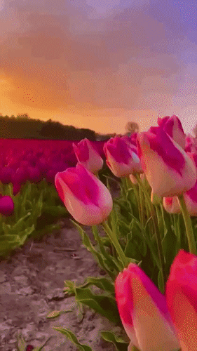 Анимированная открытка Уютного теплого вечера!