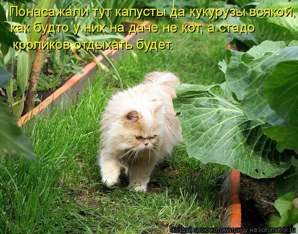 Открытка понасажали тут